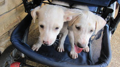 Cash &amp; Mac - Mixed Breed Dog