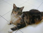 Calico Maine Coon With Cfa Cert - Maine Coon Cat