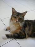 Calico Maine Coon With Cfa Cert - Maine Coon Cat