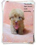 ❤❤light Brown Toy Poodle ❤❤ - Poodle Dog