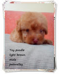 ❤❤light Brown Toy Poodle ❤❤ - Poodle Dog