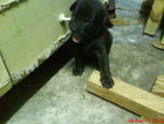 one of the black puppies ( silky black)