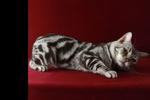 American Short Hair Cfa Registered - American Shorthair Cat