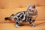 American Short Hair Cfa Registered - American Shorthair Cat