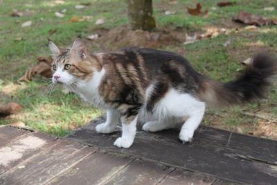 Maine Coon Neutered Cfa Registered - Maine Coon Cat