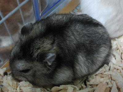 Kopi - Common Hamster Hamster