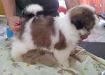 Shihtzu Puppy - Shih Tzu Dog