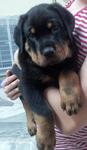 Rottweiler Puppies - Rottweiler Dog