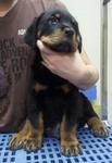 Rottweiler Puppies - Rottweiler Dog