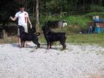 Rottweiler Puppies - Rottweiler Dog