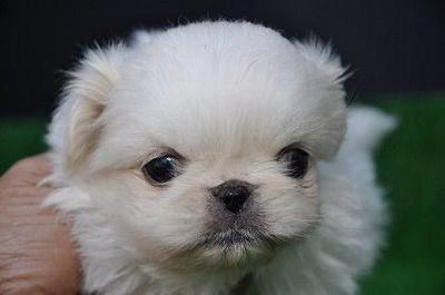 White Pekingese With Mka - Pekingese Dog