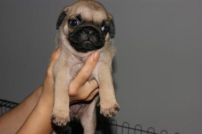 Pug With Mka For Sales - Pug Dog