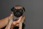 Pug With Mka For Sales - Pug Dog