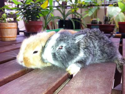 Baby Rabbits Looking For A Home - Bunny Rabbit Rabbit