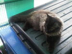 Still No Name 2 - Persian Cat