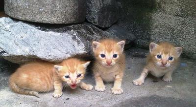 Mother And 4 Kittens - Tiger Cat