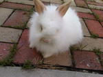 Teddy Bear Anggora Rabbit 1 - Angora Rabbit Rabbit