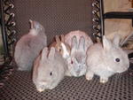 Netherland Dwarf - Dwarf Rabbit