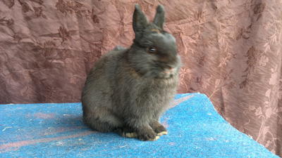 Elle - Netherland Dwarf Rabbit