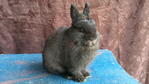 Elle - Netherland Dwarf Rabbit