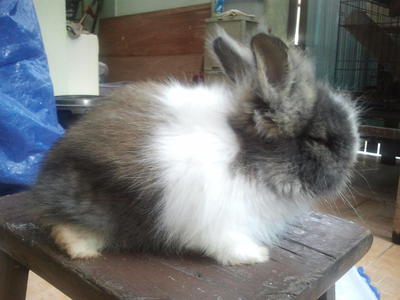 Little Bunny Mix Angora - Angora Rabbit + Lionhead Rabbit