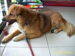 Gugu - Finnish Spitz Mix Dog