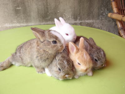 Rabbit Netherland Dwarf - Netherland Dwarf Rabbit