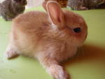 Rabbit Netherland Dwarf - Netherland Dwarf Rabbit