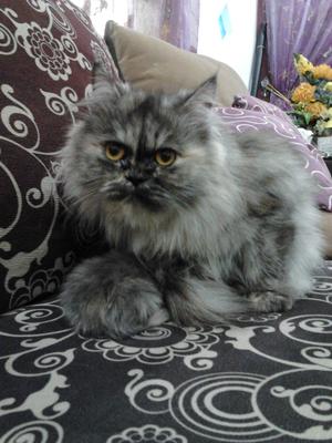 Queen - Persian Cat