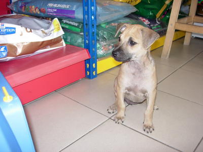 Giselle - Mixed Breed Dog