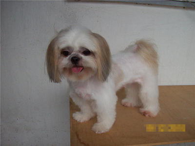 Yukki - Shih Tzu Dog