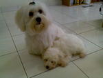 Zai Zai - Maltese Dog