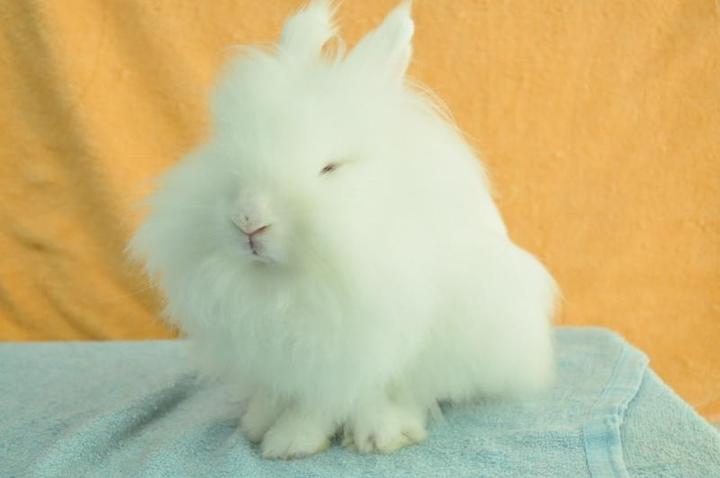 Rew clearance lionhead rabbit