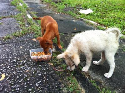 Flower &amp; Daisy - Mixed Breed Dog