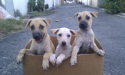 Browny, Whitney, Pony - Mixed Breed Dog