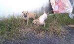 Browny, Whitney, Pony - Mixed Breed Dog