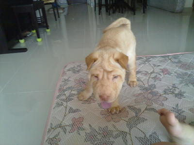 Ah Boy - Shar Pei Dog