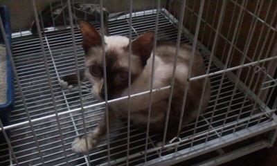 Butter - Siamese Cat