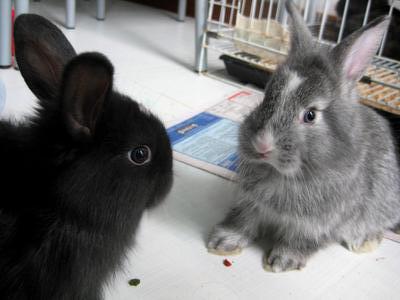 PF28602 - Lionhead + Bunny Rabbit Rabbit