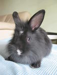 PF28602 - Lionhead + Bunny Rabbit Rabbit