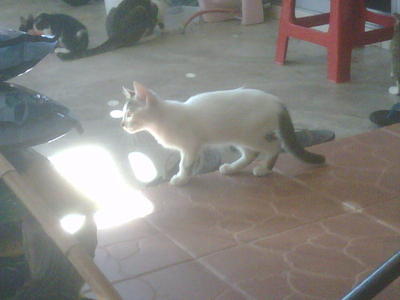 Putih - Domestic Short Hair Cat