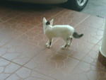 Putih - Domestic Short Hair Cat