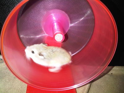 Roborovski Hamster - Roborovsky's Hamster Hamster