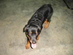 Rottweiler Puppy - Rottweiler Dog