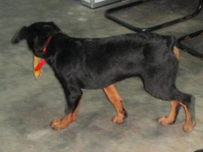 Rottweiler Puppy - Rottweiler Dog