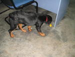 Rottweiler Puppy - Rottweiler Dog