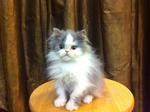 Semi Flat Face Persian Kitten Cat - Persian Cat