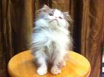 Semi Flat Face Persian Kitten Cat - Persian Cat