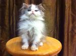 Semi Flat Face Persian Kitten Cat - Persian Cat