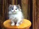 Semi Flat Face Persian Kitten Cat - Persian Cat